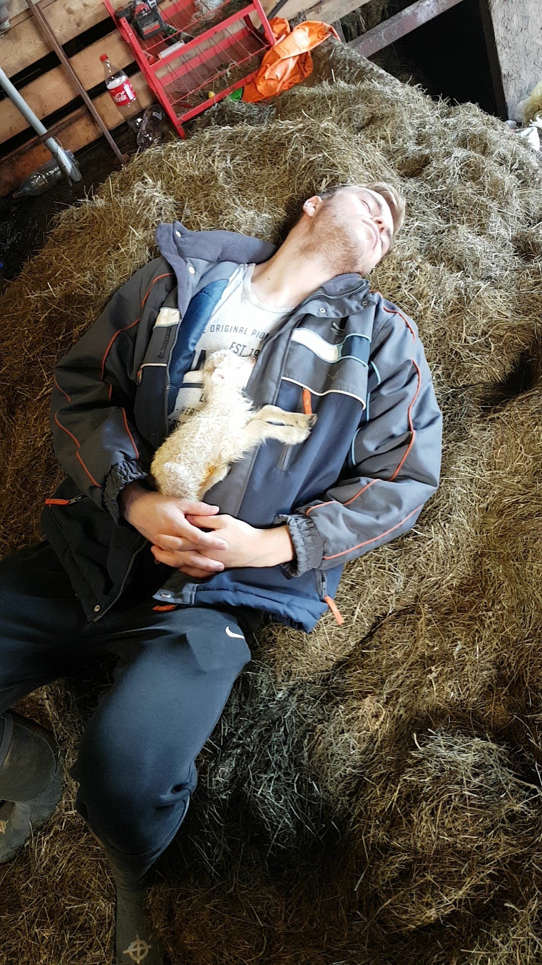 Bergur Snorrason sleeping in hay under a small lamb.